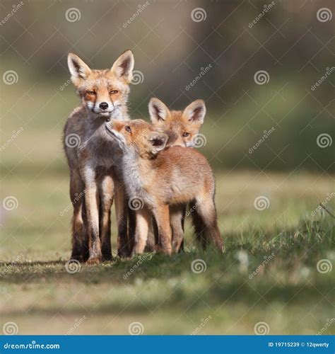 Red Fox Family Royalty Free Stock Images - Image: 19715239