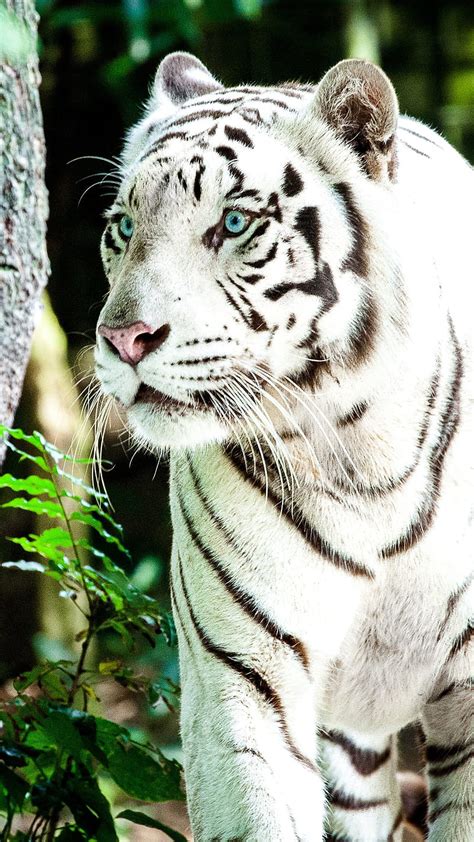 Tiger, white tiger, HD phone wallpaper | Peakpx