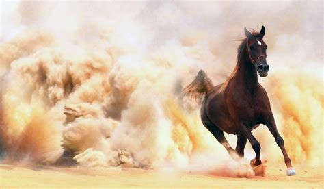 Arabian Horse Wallpapers - Top Free Arabian Horse Backgrounds - WallpaperAccess