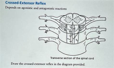 SOLVED: Crossed-Extensor Reflex Depends on Agonistic and Antagonistic Reactions Transverse ...