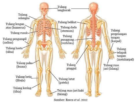 Memahami Sistem Gerak pada Manusia dan Komponen Lainnya