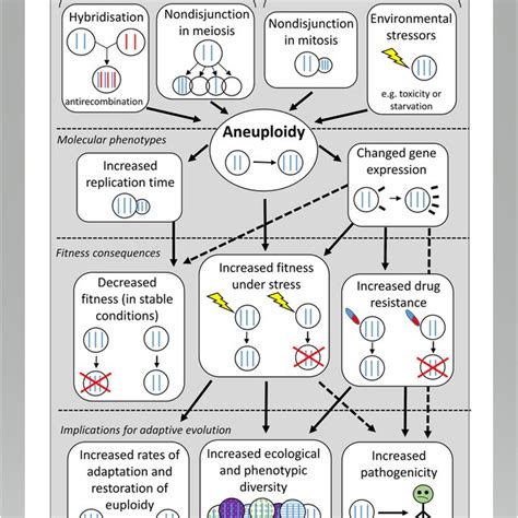 Diagram of the causes and consequences of aneuploidy. Sexual ...