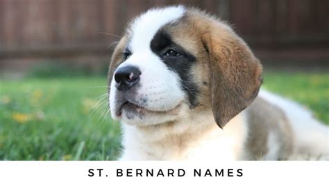 140+ St. Bernard Names for Your Swiss Baby