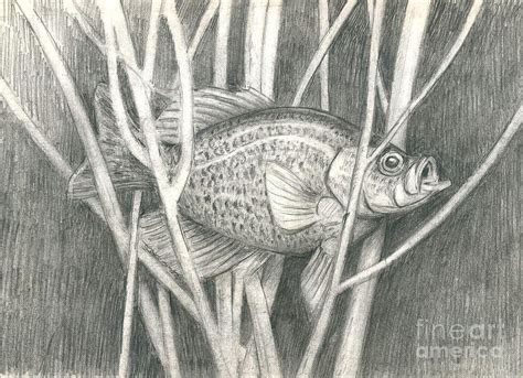 A Crappie Drawing by Larry Green