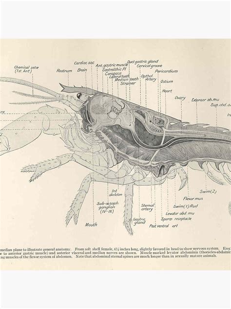 "Vintage Lobster Anatomy Diagram (1911)" Acrylic Block by BravuraMedia ...