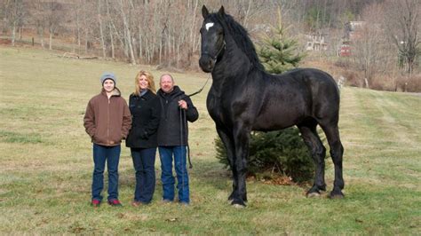 Percheron Draft Horse Info, Origin, History, Pictures