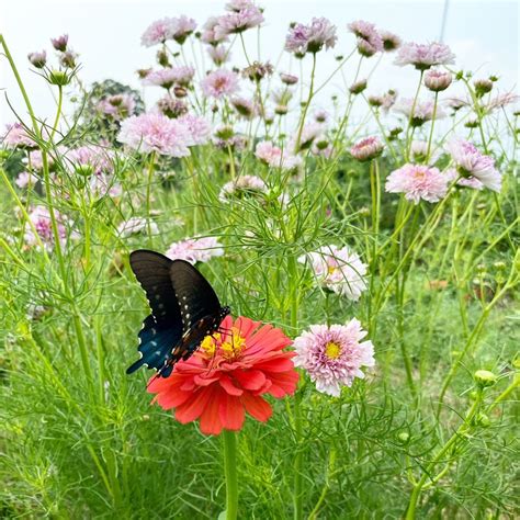 Butterfly Garden Gift Box Kit | Plant Addicts