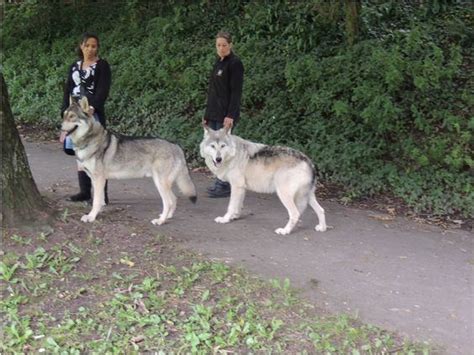 Saarloos wolfdog - Alchetron, The Free Social Encyclopedia