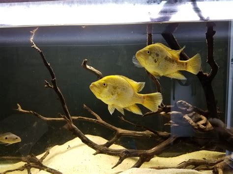 FS | Gold Jaguar Cichlid Breeding Pair | $275 | Coram NY | Pickup ...