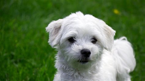 Maltese Dog Breed (History, Health & Characteristics)