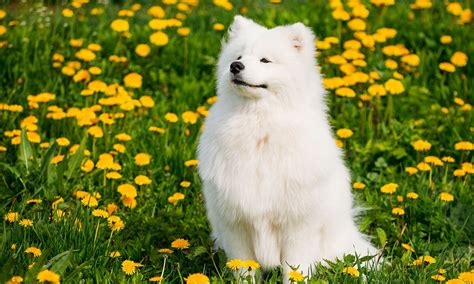 Samoyed Dog Breed: Characteristics, Care & Photos | BeChewy