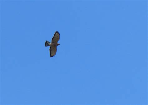 Gale's Photo and Birding Blog: Broad-winged Hawk Migration