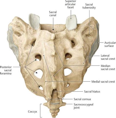 Sacral Bone Pain – Causes, Treatment, and Anatomy of Sacrum - Spinal Backrack