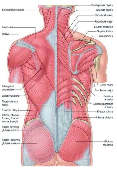 Lower Back Muscles Diagram