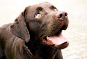 Chocolate Lab Names: A List Of 500+ Best & Most Popular Names | All Things Dogs