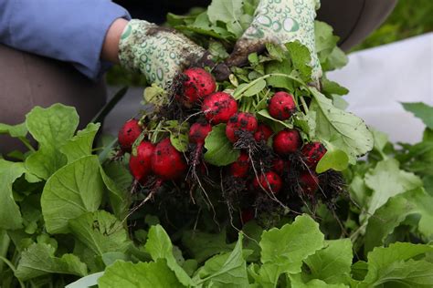 8 Radishes Including Summer Varieties (Harvested Sooner) And Winter Types | Horticulture Magazine