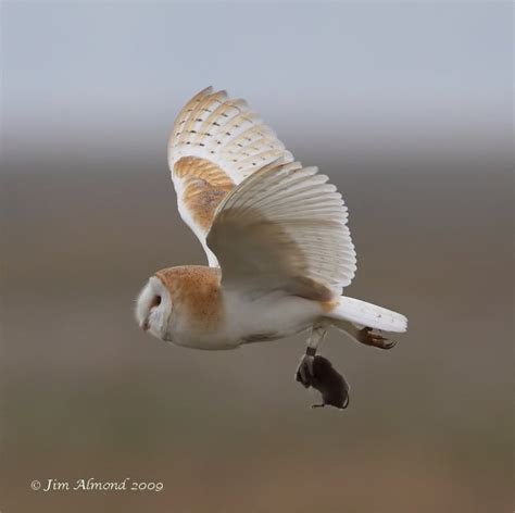 Barn Owl (Tyto alba) - Explore The Weald Moors