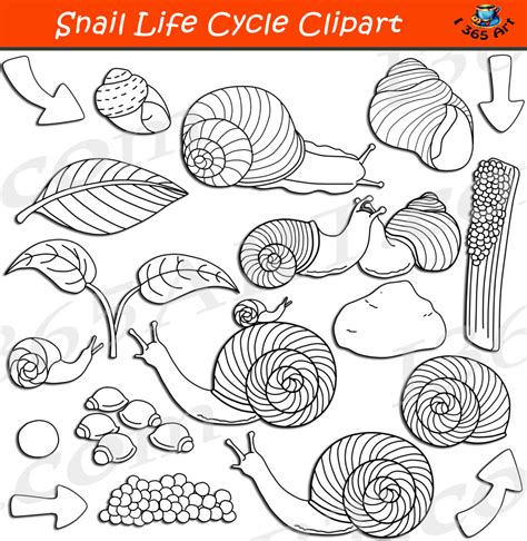 Snail Life Cycle Clipart Graphic Set - Clipart 4 School