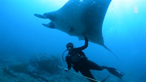 Renowned Marine Biologist Shares Her Love, Respect and Concern for Endangered Manta Rays