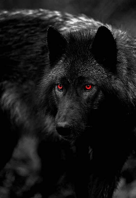 Wolf Red Eye | Black wolf, Wolf eyes, Wolf dog