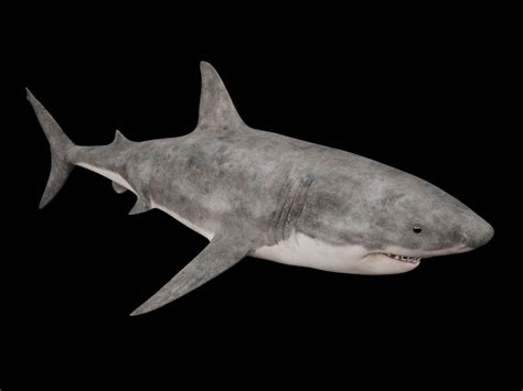 Great white shark 3D Model $70 - .max .fbx - Free3D