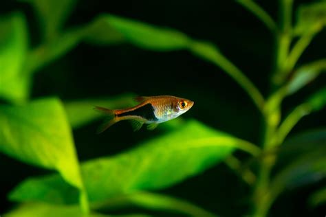 21 Small Freshwater Fish For Nano Tanks & Aquariums