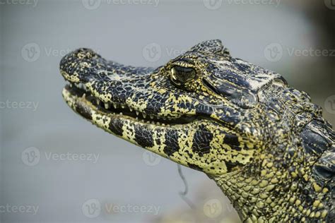 Broad snouted caiman,Caiman latirostris baby, Pantanal, Mato Grosso ...