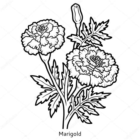 Coloring book, flower Marigold ⬇ Vector Image by © ksenya_savva | Vector Stock 128784436