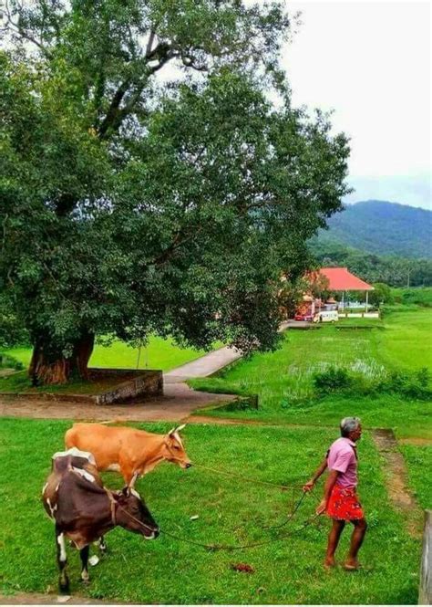 two cows are standing in the grass near a woman