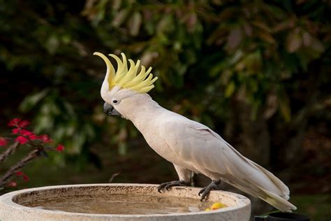 White Bird With Mohawk – Global Birding Initiative