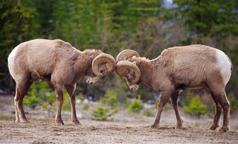 Bighorn Sheep Have a Problem with Their Domestic Relatives | Blog | Nature | PBS