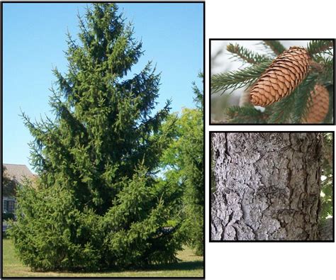 NORWAY SPRUCE – Hinsdale Nurseries