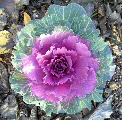 50 Pcs Flowering Cabbage Seeds Ornamental Cabbage BRASSICA | Etsy