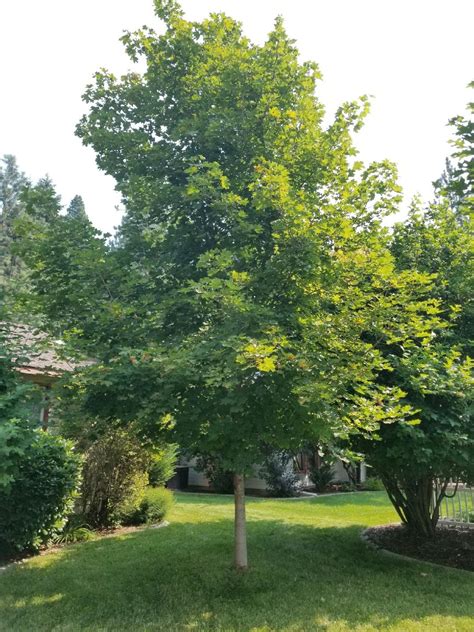 pruning - Can a Maple tree be pruned to grow tall and narrow? - Gardening & Landscaping Stack ...