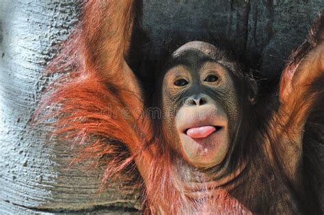 Cute baby orangutan stock photo. Image of hairy, head - 8493496