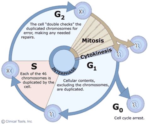 Mitosis Interphase Stages