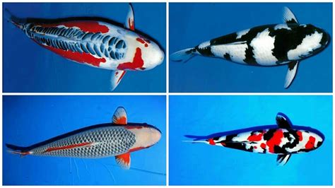 24 types and characteristics of the KOI Fish [PART 1] | Doovi