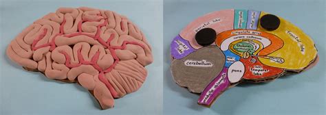 Brain model refrigerator magnet – Ellen McHenry's Basement Workshop