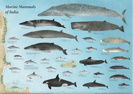 Taxonomical List | Marine Mammal