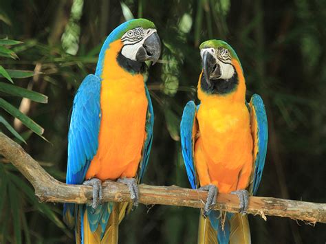 Macaw - Blue & Gold | Lee's Exotic Birds