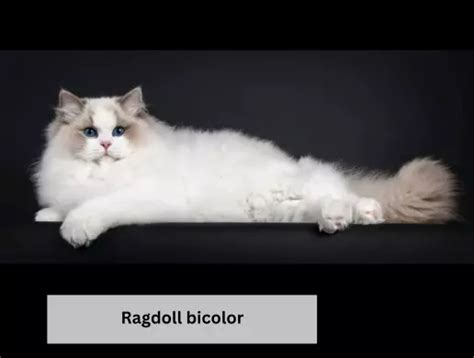 Mèo Ragdoll mắt xanh | hoa hậu thân thiện trong giới mèo