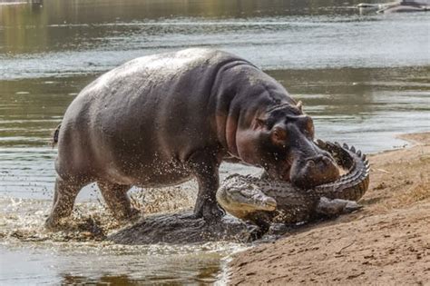 Hippo bites crocodile to protect her baby in South Africa