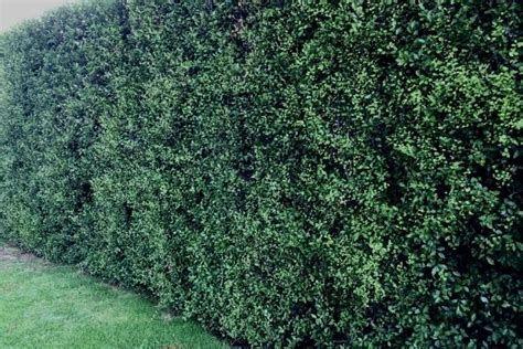 How To Grow A Pittosporum Hedge - Urban Garden Gal