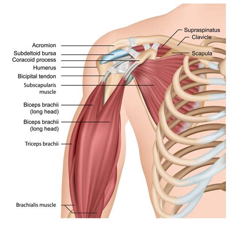 Diagram Of Bicep Muscles