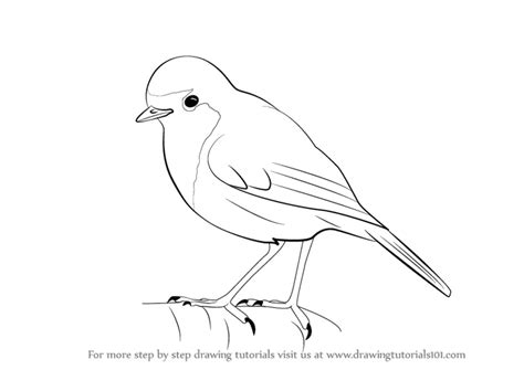 Learn How to Draw a Robin (Birds) Step by Step : Drawing Tutorials