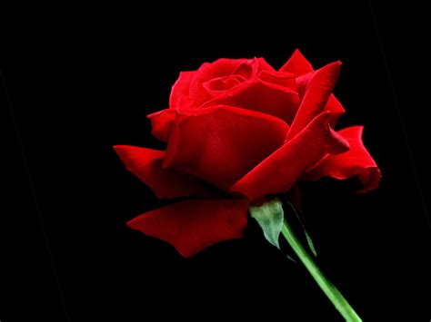 Beautiful Red Rose Wallpaper - Colors Wallpaper (34511939) - Fanpop