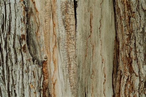 Tree Trunk Texture Photos, Download The BEST Free Tree Trunk Texture Stock Photos & HD Images