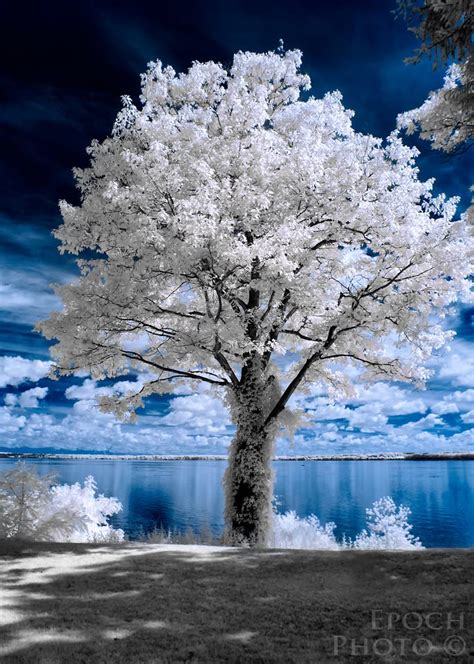 Introduction to Infrared Photography