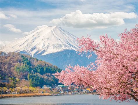 Mountain Fuji in Spring ,Cherry Blossom Sakura Stock Photo - Image of panorama, japan: 80373170