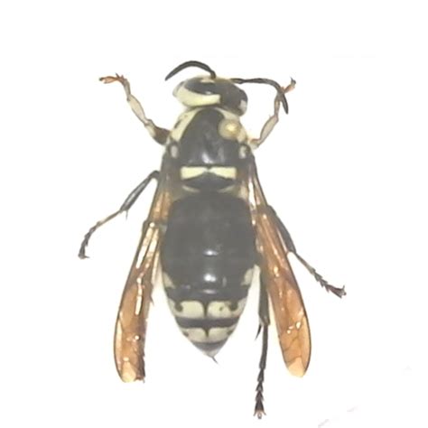 Bald-faced Hornet Queen #Dolichovesula maculata-Queen